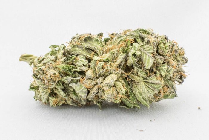Comatose Indica - Image 1