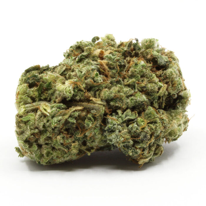 Sugar Black Rose - Image 1